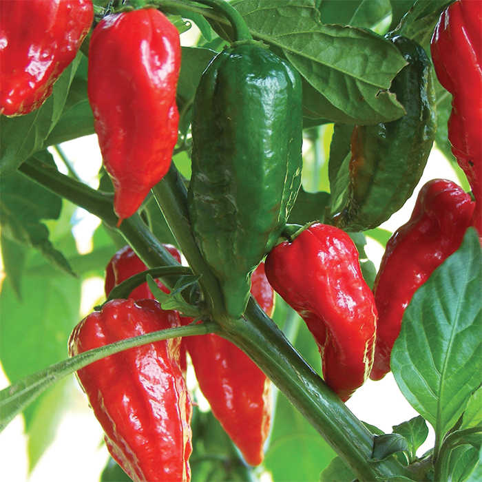 17 Flavorful Pepper Types 