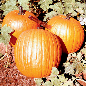 heirloom pumpkin