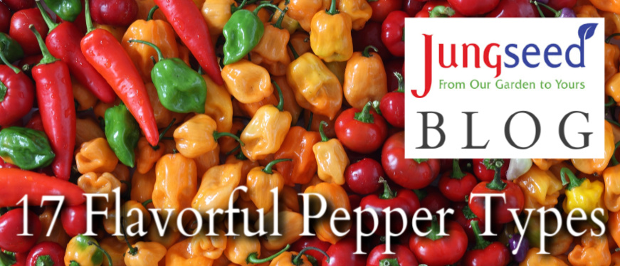17 Pepper Types Article Ad