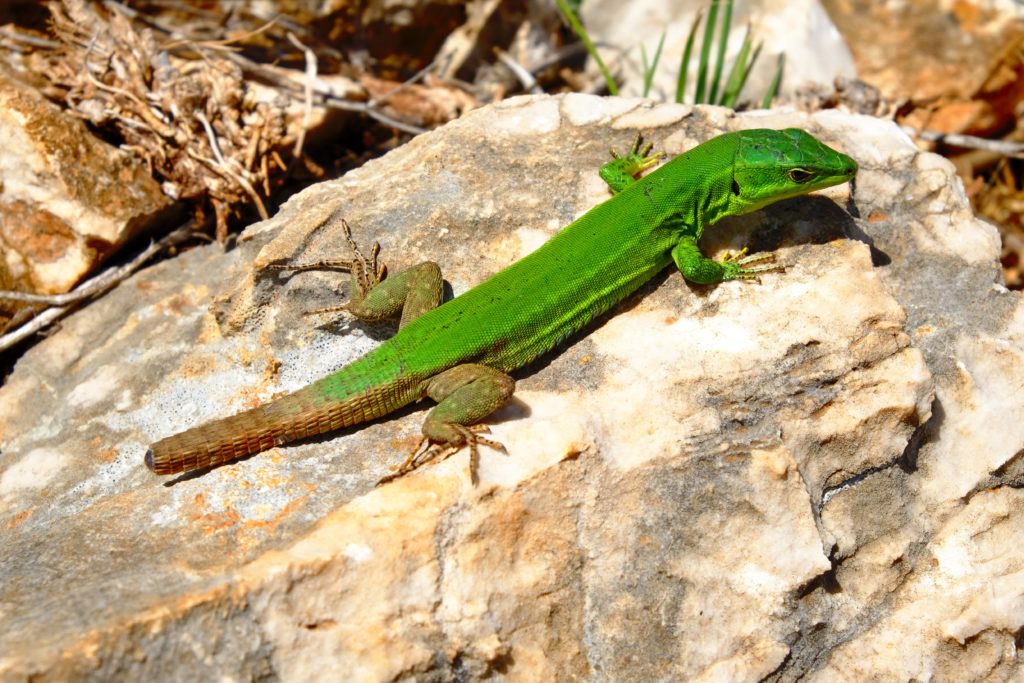 Lizard on a rock