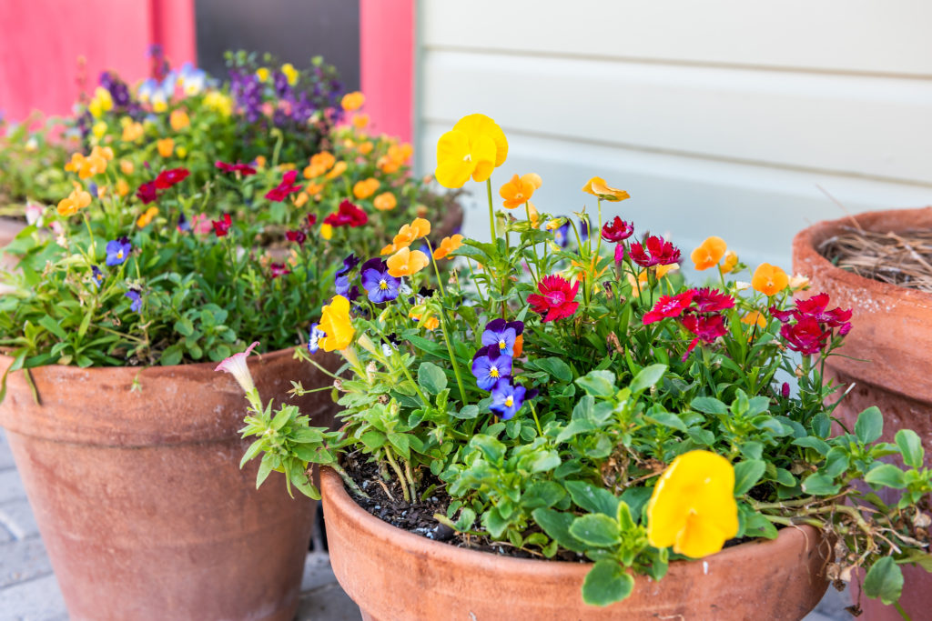 Many pansy yellow, orange and blue flowers in large flower pots flowerpots decoration on street in town, clay bins