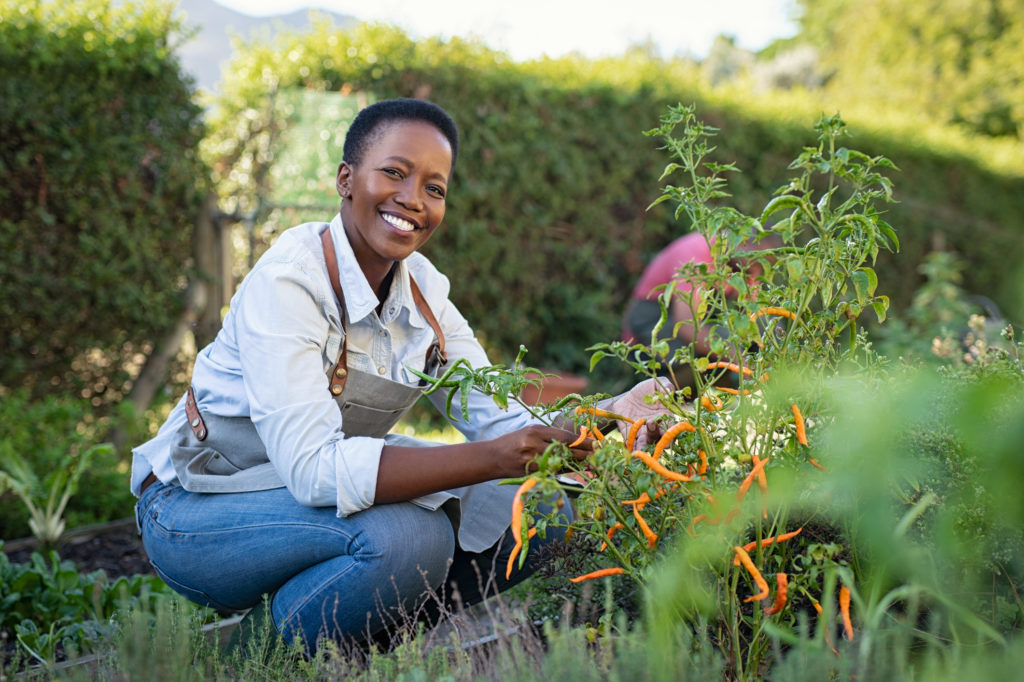 A woman picking peppers in the garden