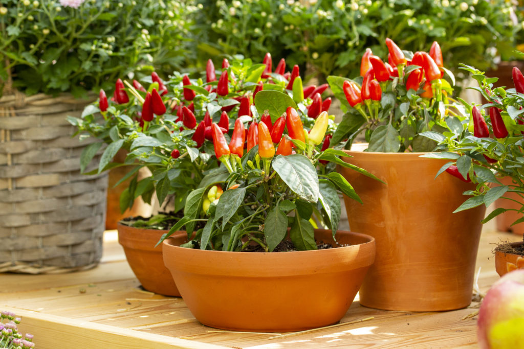 Small red jalapeno peppers grow in clay pots. A group of hot peppers at the harvest festival. Ripe red hot chili jalapenos on a branch of a bush Vegetables