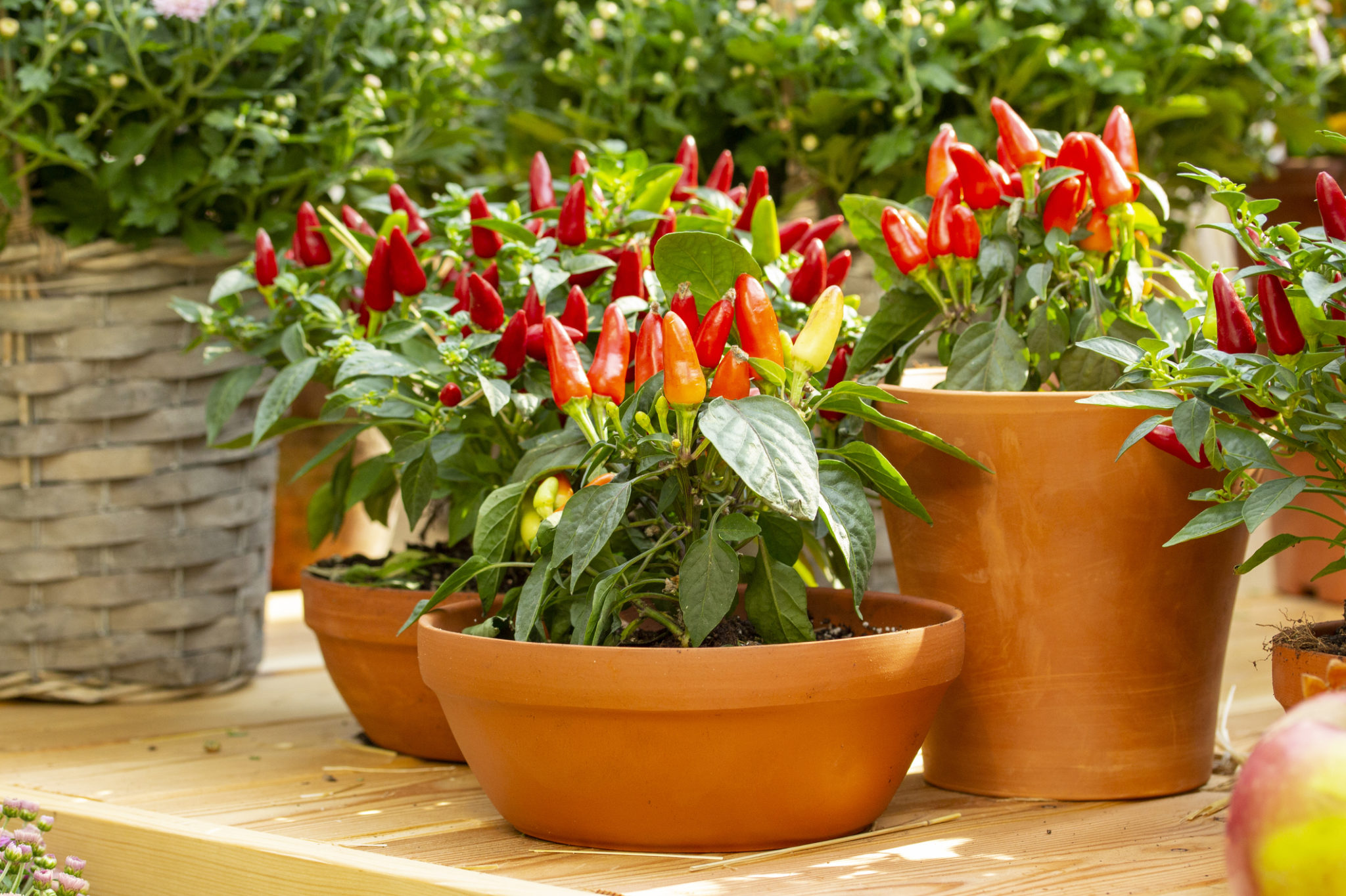 Pepper Growing Guide - Containers or Garden | Jung Seedâs Gardening Blog