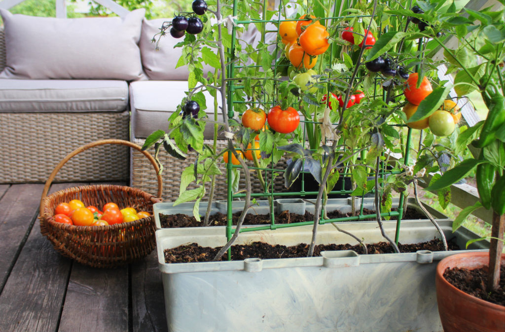 Container vegetables gardening. Vegetable garden on a terrace. Red, orange, yellow, black tomatoes growing in container