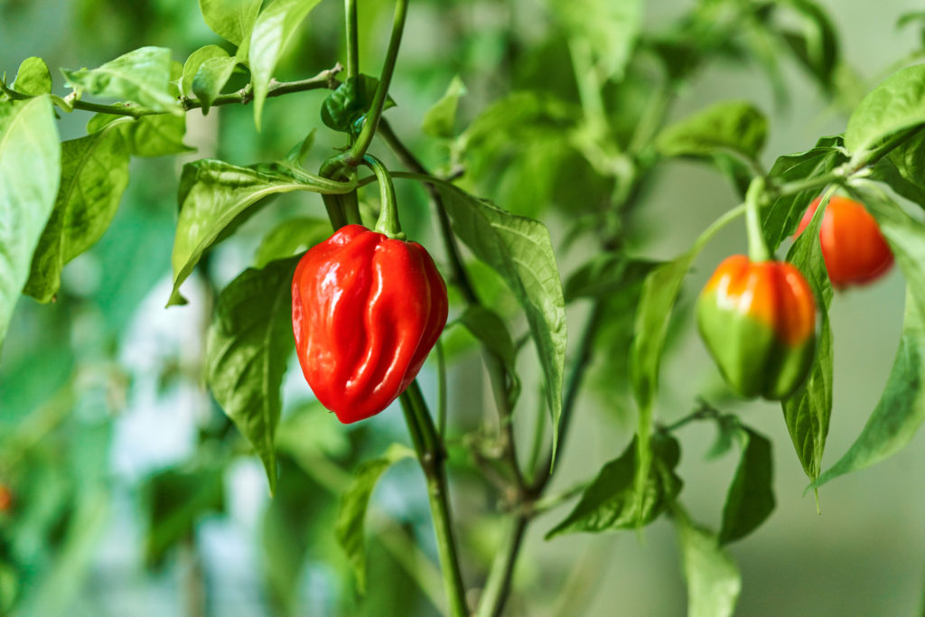 Habanero plant featuring fresh, ripe habanero peppers, ready for picking