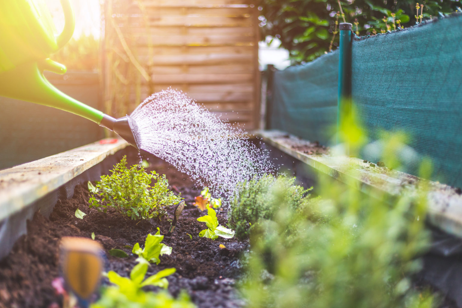 Watering Radish.