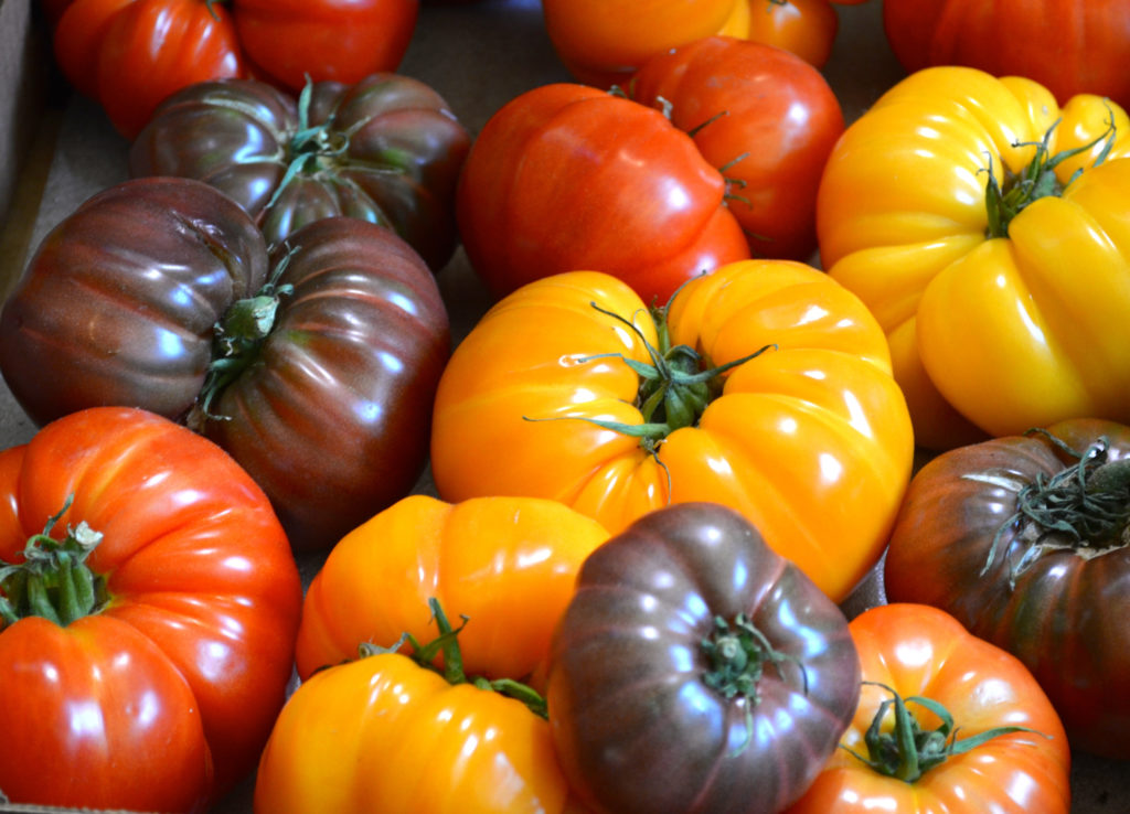 Yellow, orange, red and purple heirloom tomatoes.