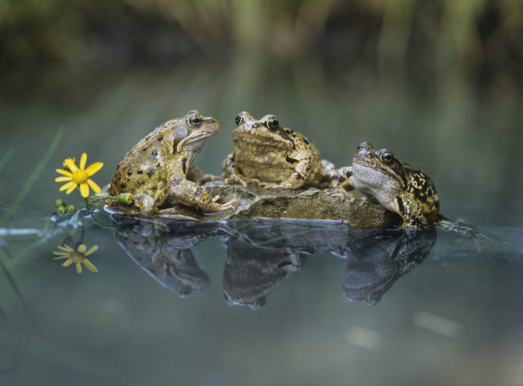 Attracting Reptiles & Amphibians To Your Garden | Jung Seed’s Gardening