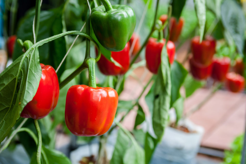 Bell pepper on the tree