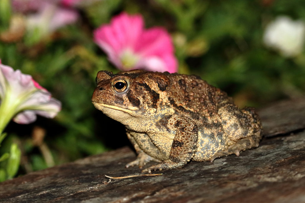 A brown American Toad sits at the edge of my Petunia Patch.