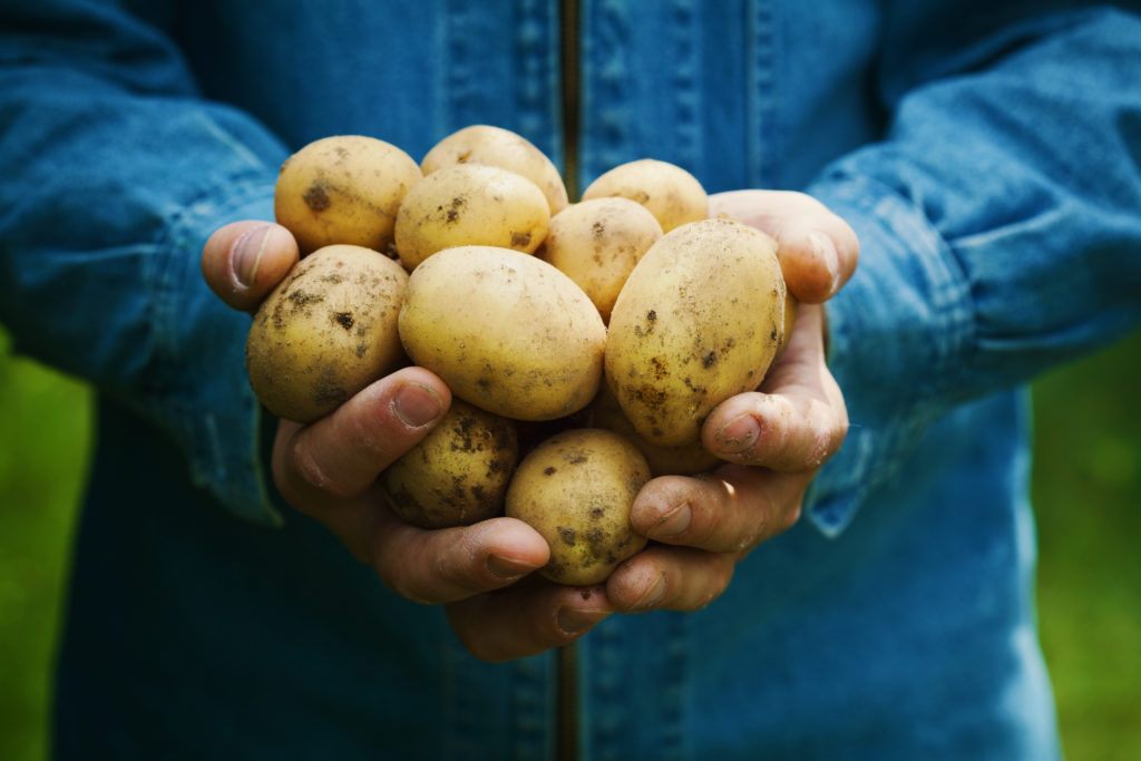 Organic potatoes or spud harvest in farmer hands in garden