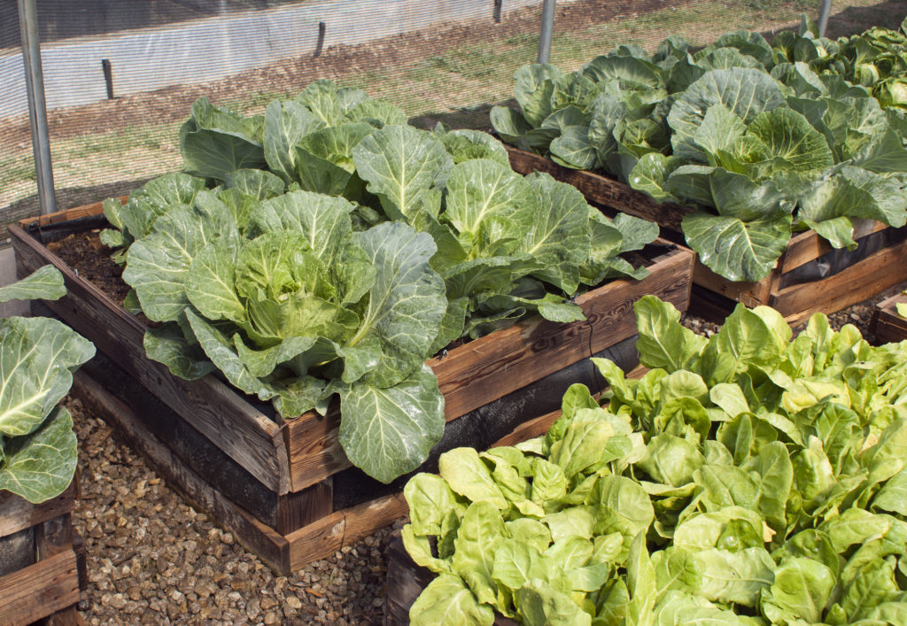 Think Inside the Box: Growing Veggies in Containers, Blog