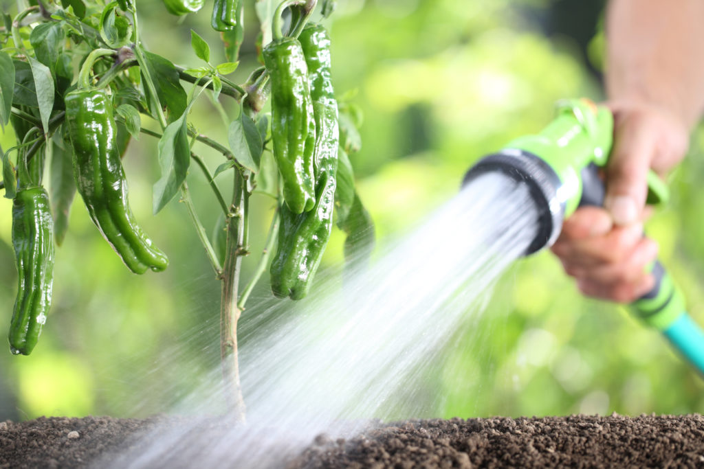 hand watering plants. green peppers in vegetable garden.