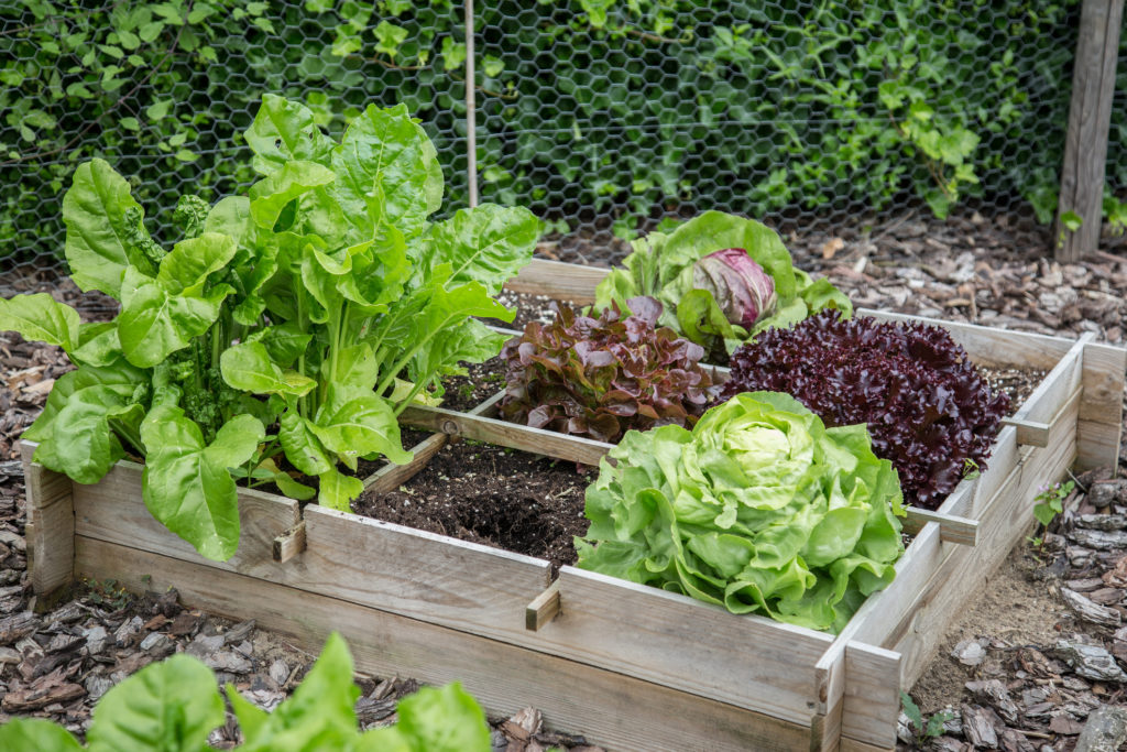 Single container vegetable garden