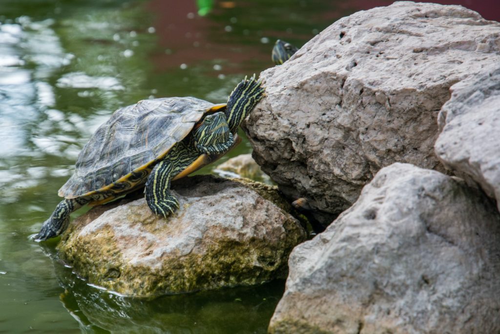 Turtle climbing a rock