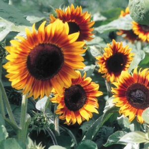 Short variety of sunflower