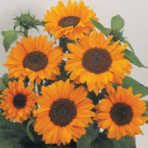 Tall variety of sunflower