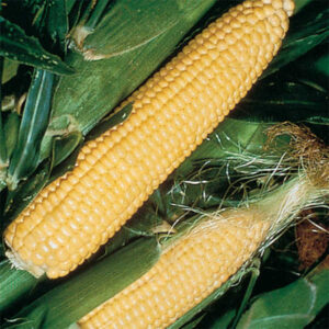 Su type sweet corn