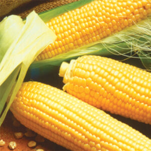 Se type sweet corn