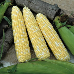 Sh2 type sweet corn