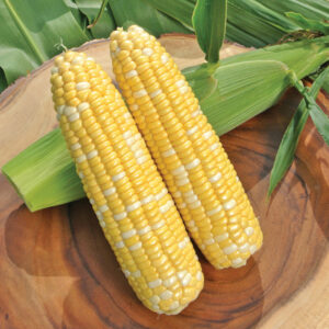 Ssw type sweet corn