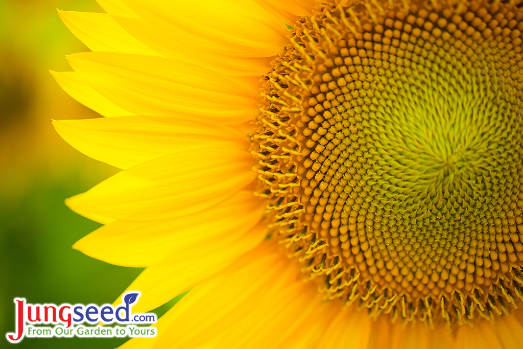 Beautiful yellow summer sunflower flowers against the sky, stunning landscape. Field of sunflowers