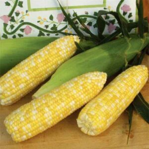 Synergistic type sweet corn