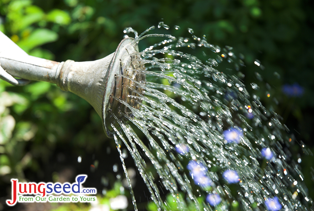 Old watering can watering flowers.