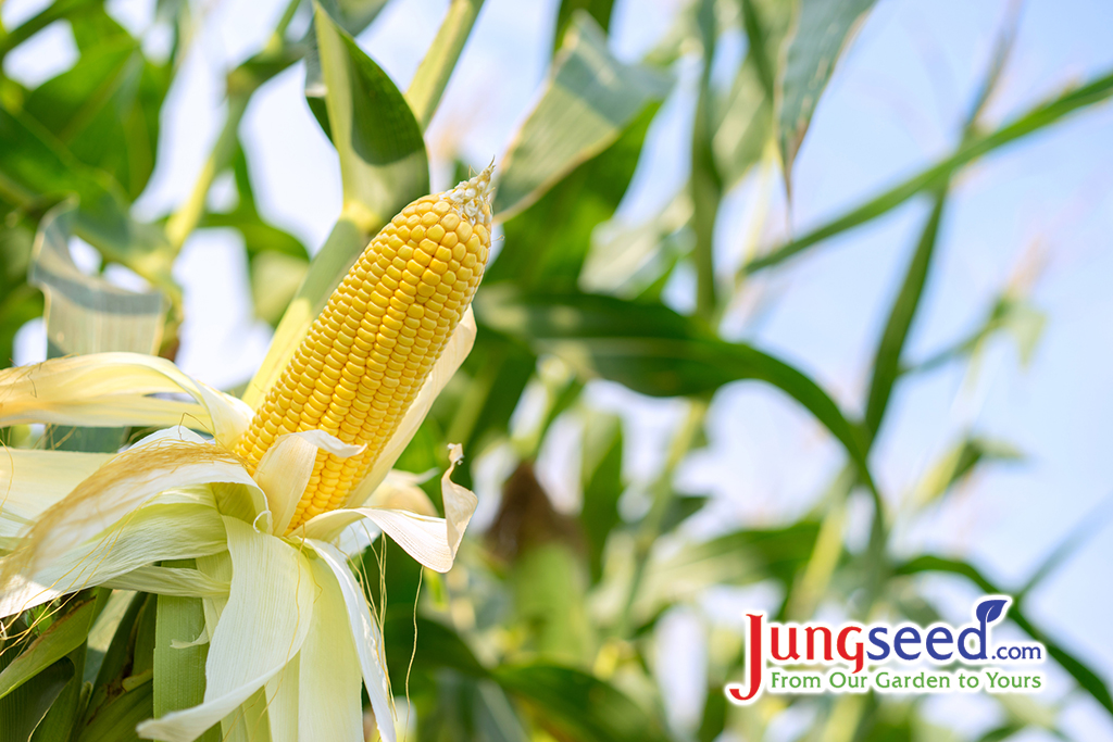 Ear of yellow corn with the kernels still attached to the cob on the stalk in organic corn field.