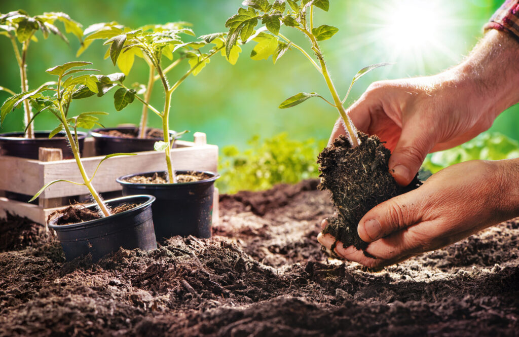 Farmer planting tomatoes seedling in organic garden