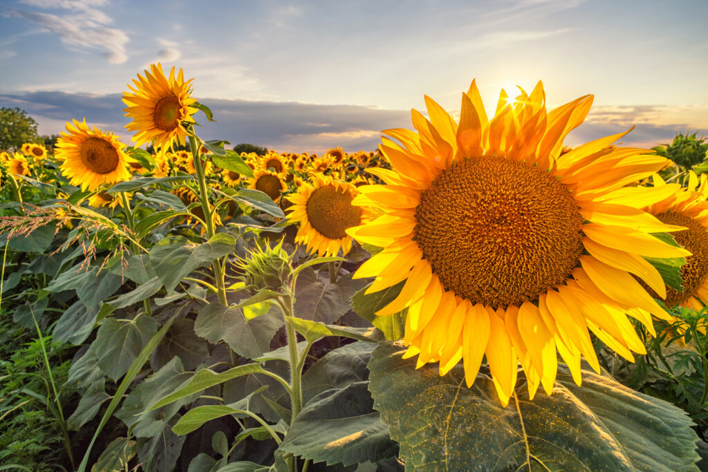 Beautiful sunflower field panorama in sunset in summer