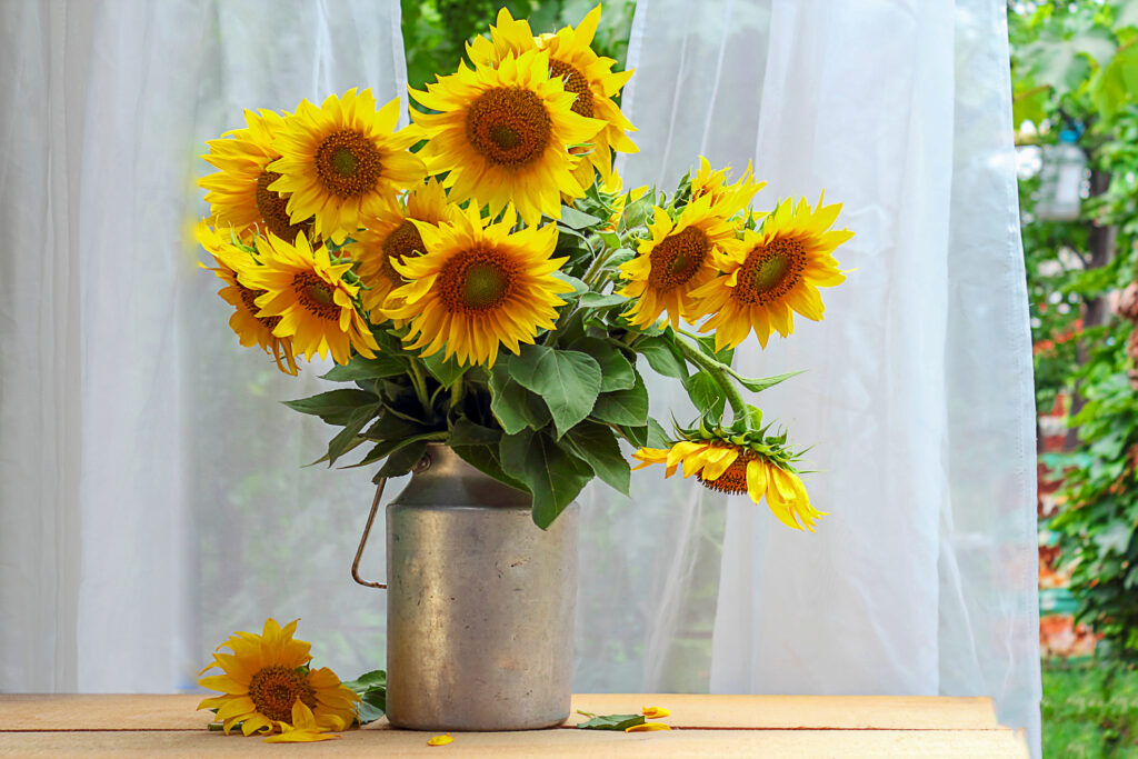 Bouquet of sunflowers in an aluminum can or retro vase, on a background of white curtains. On the table is a flower and fallen petals. View from the window. Rural or rustic background.