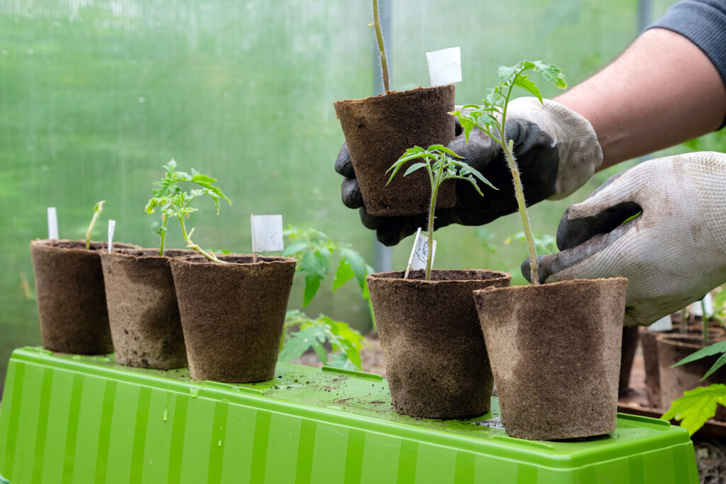 Male farmer holding organic pot with tomato plant before planting in into the soil. Man prepares to plant little tomato plant into ground