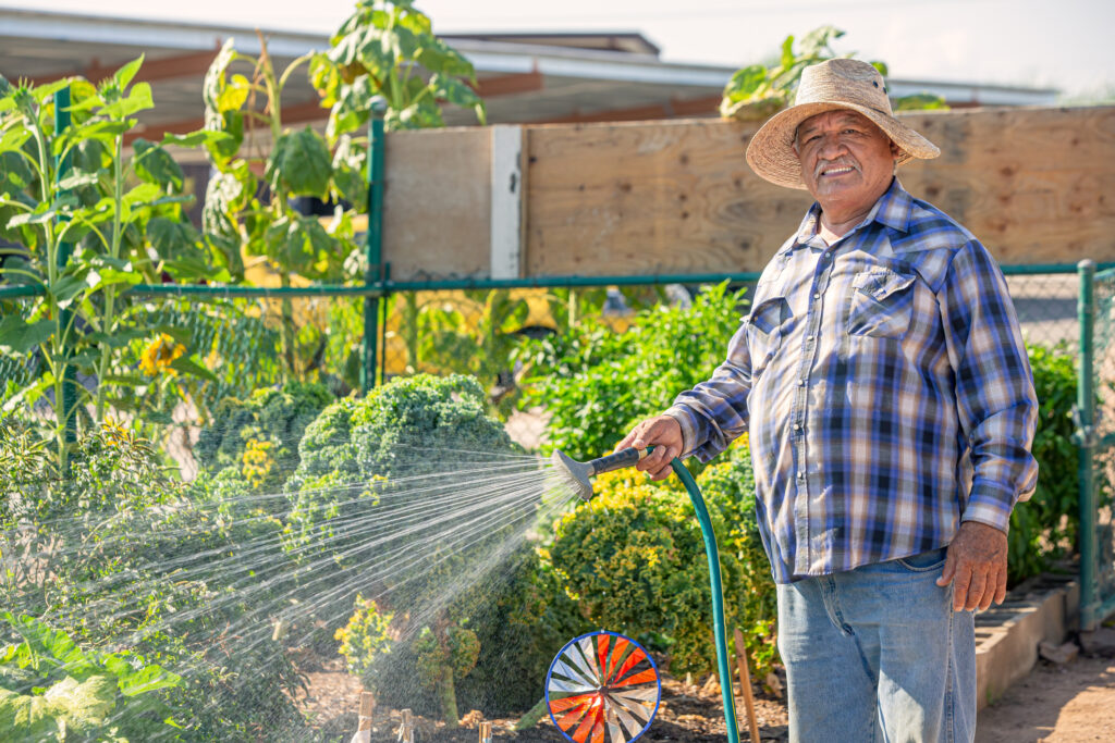 Hispanic Man Wearing Hat Watering Crop in a Community Garden