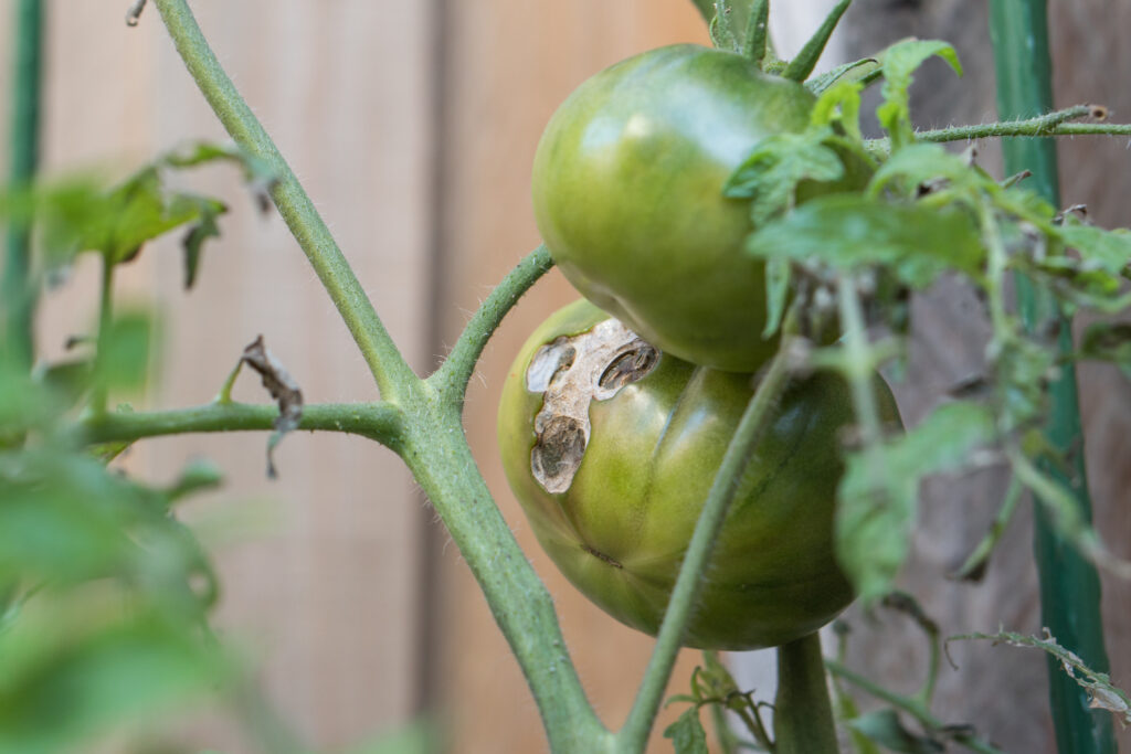 Tomato Disease