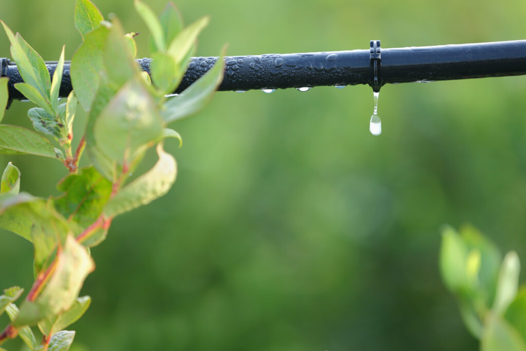 Water saving drip irrigation system being used in a Blueberry field.