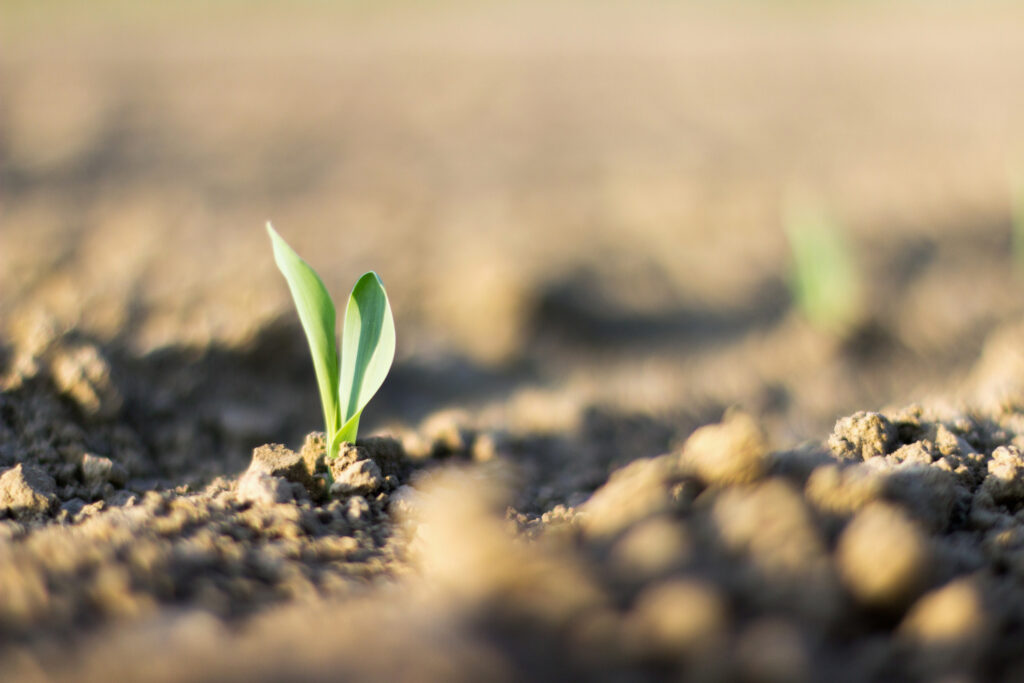 oung sweet corn plant sprout growing from the ground