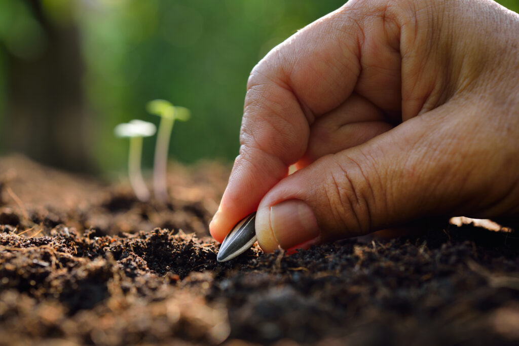 Farmer's hand planting sunflower seed in soil