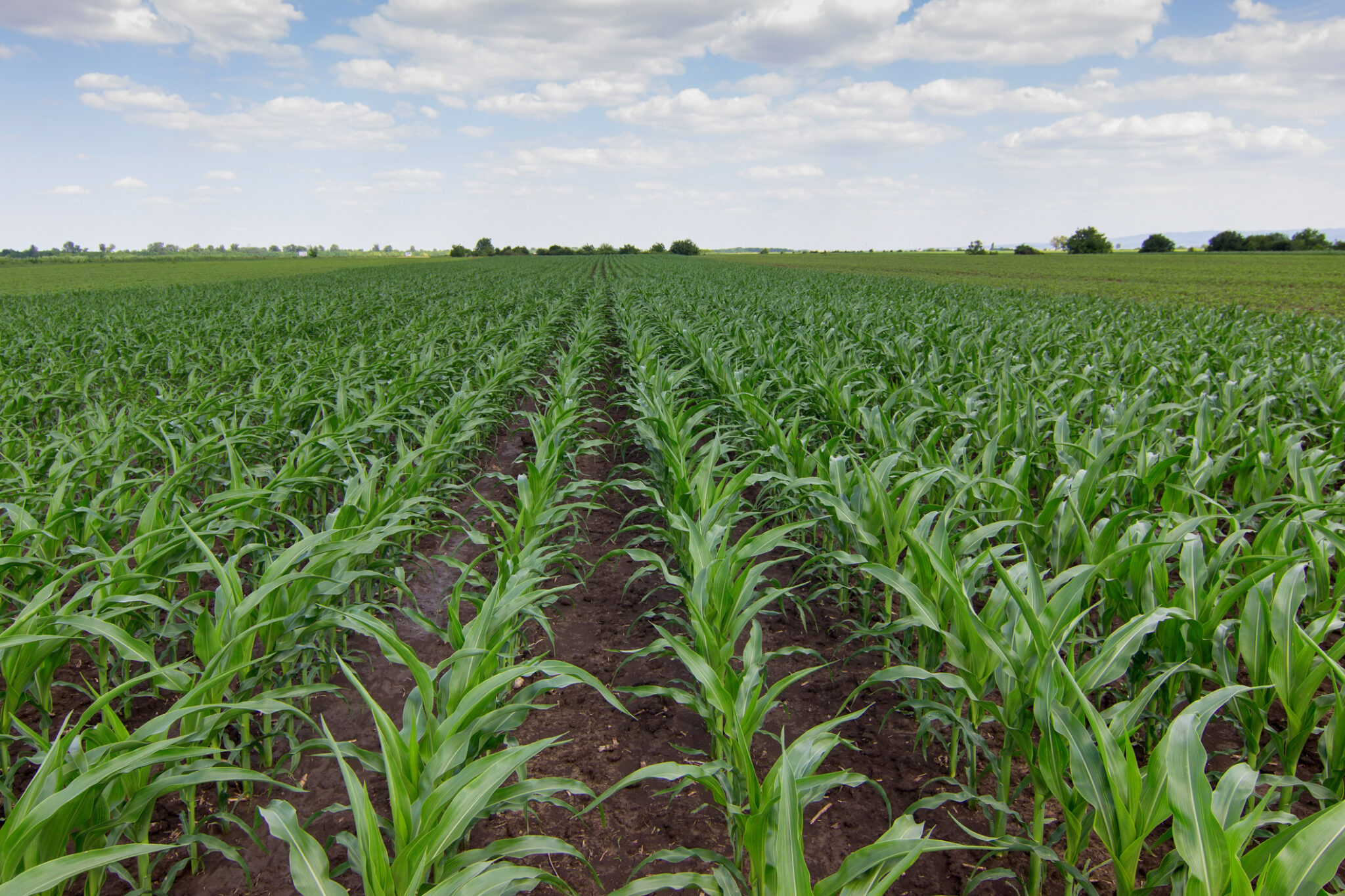 growing-sweet-corn-jung-seed-s-gardening-blog