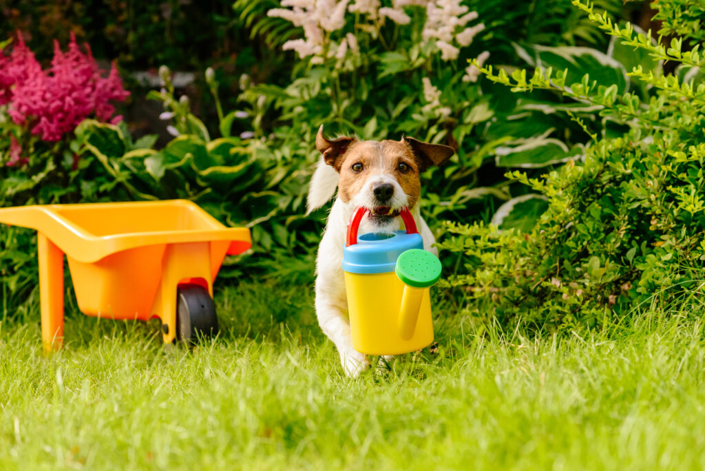 A dog carrying a watering can in his mouth