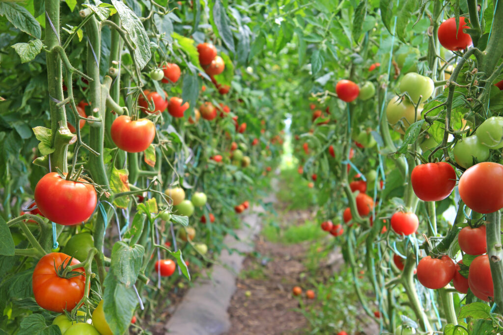 Ripe tomato in a greenhouse, ready for picking