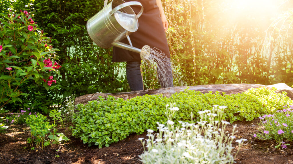 Unrecognisable woman watering flower bed using watering can. Gardening hobby concept. Flower garden image with lens flare.
