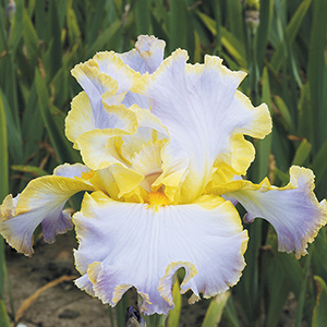 All About Spring German Iris