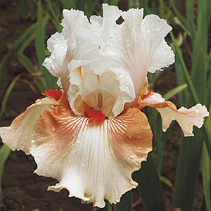 Padded Shoulders German Bearded Iris