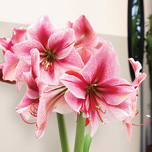 Amaryllis Gervase