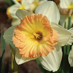 Narcissus British Gamble