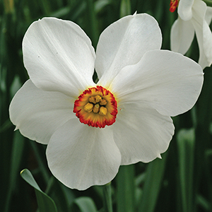 Actaea Daffodil