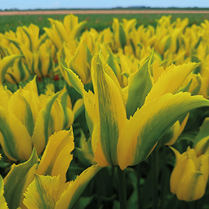 Green ‘n Gold Tulip