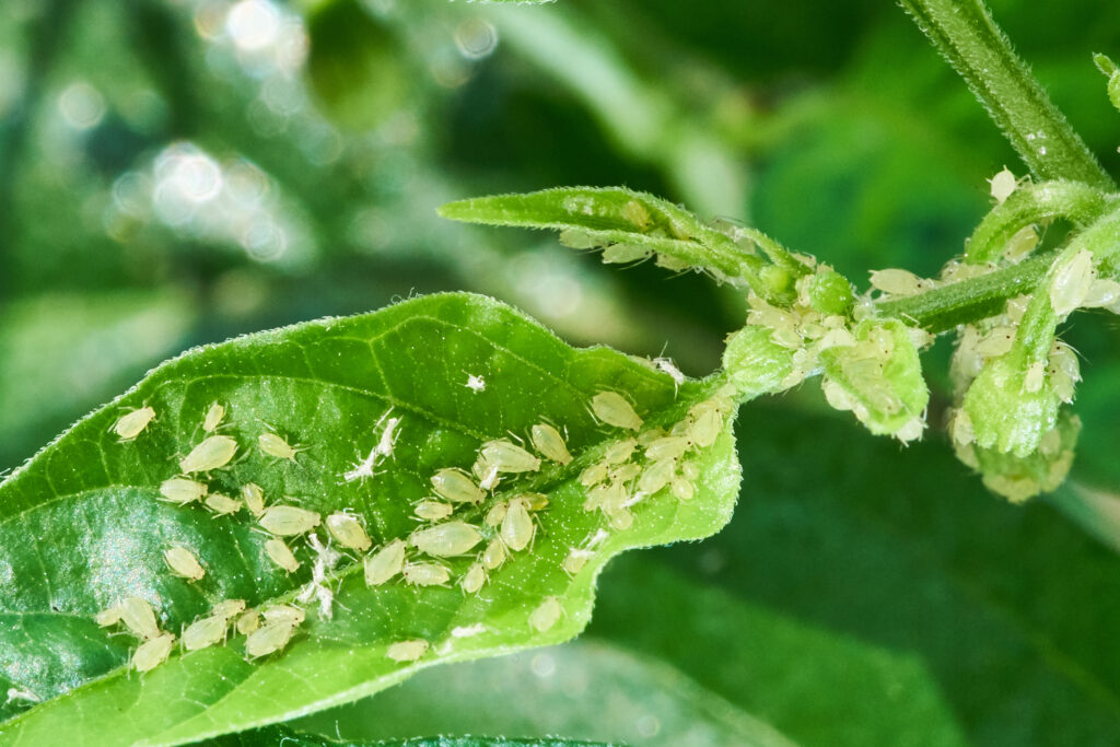 A small aphid on a green leaf